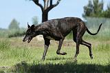 GREYHOUND 107